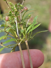 Galium spurium, photograph author not stated, no rights reserved