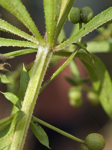 Galium spurium, photograph 3