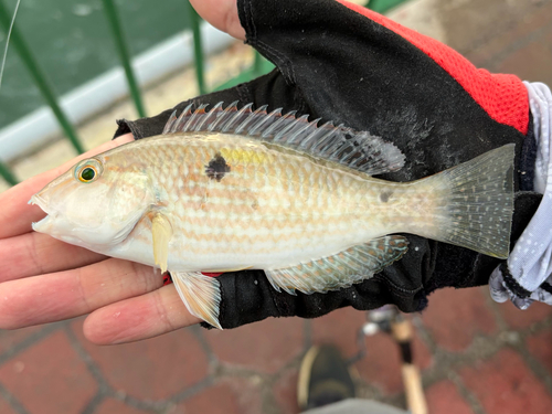 Borneo tuskfish (Choerodon oligacanthus) — Labridae — 3