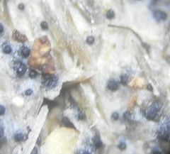 Sordaria superba