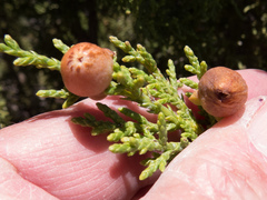 Walshomyia juniperina
