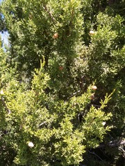 Walshomyia juniperina