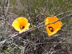Calochortus kennedyi