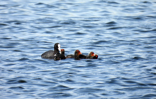 Eurasian Coot