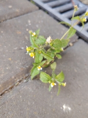 Galinsoga quadriradiata