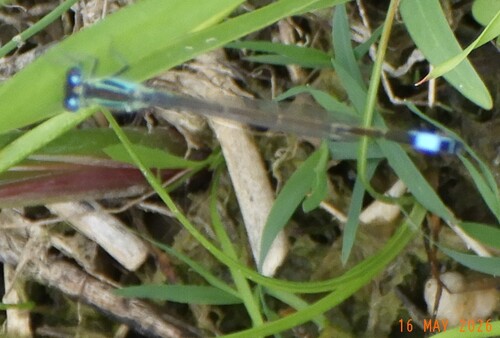 Blue-tailed Damselfly