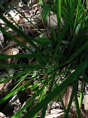 Cyperus luzulae