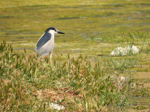 Black-crowned Night Heron