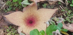 Stapelia gigantea gigantea