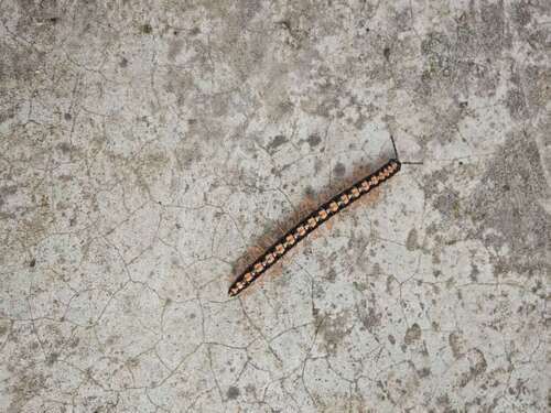 Orange Rosary Millipede