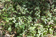 Berberis swaseyi