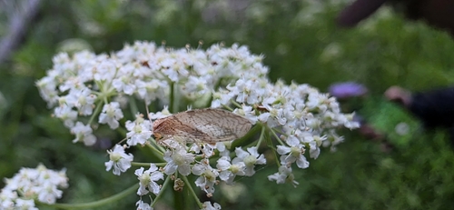 iNaturalist observation photo of Brown Lacewings