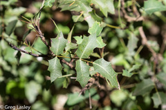 Berberis swaseyi