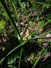 Cyperus luzulae