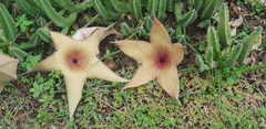 Stapelia gigantea gigantea