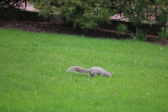 Sciurus carolinensis