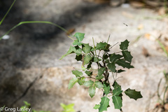 Berberis swaseyi