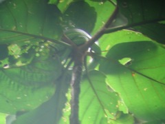 Bothriechis lateralis