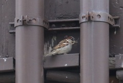 Passer domesticus