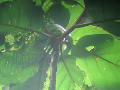 Bothriechis lateralis