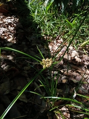 Cyperus luzulae