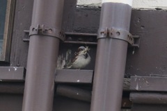 Passer domesticus