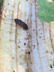 Agrypnus rectangularis