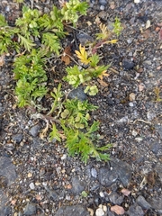 Lepidium didymum