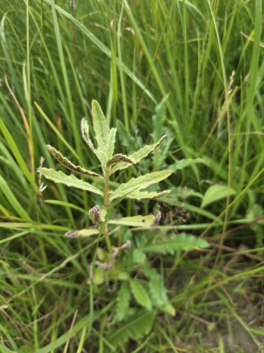 thistle rust