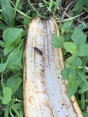 Agrypnus rectangularis