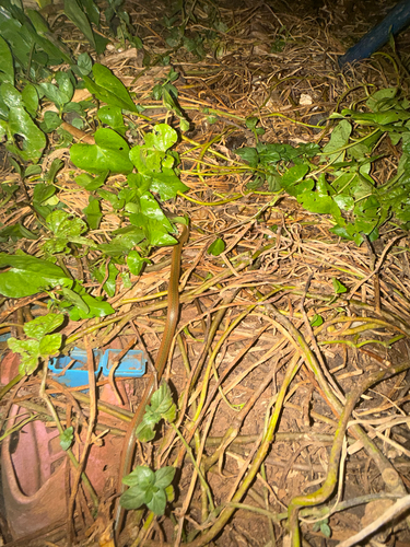 Olive Marsh Snake