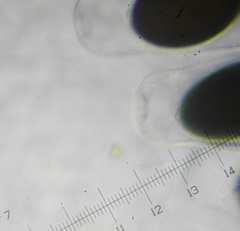 Sordaria superba