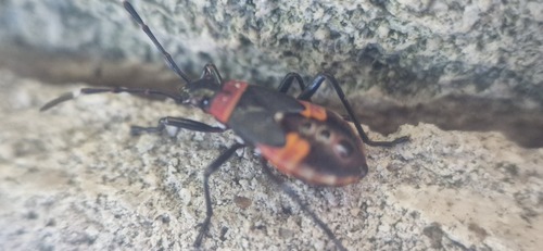 Harlequin Red Bug
