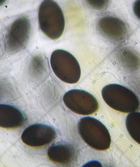 Sordaria superba