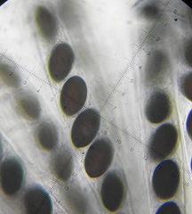 Sordaria superba