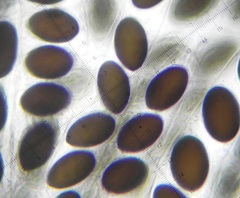 Sordaria superba