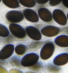 Sordaria superba