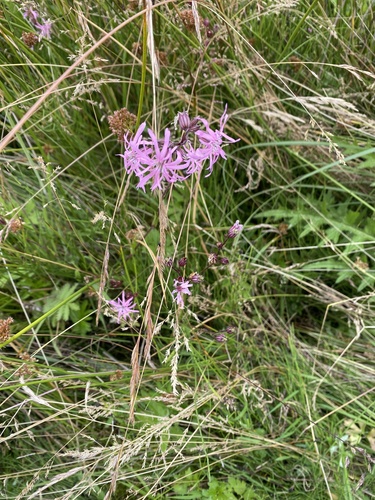 ragged-robin