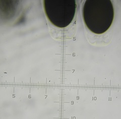 Sordaria superba