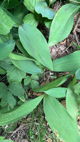 European lily of the valley