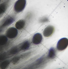 Sordaria superba