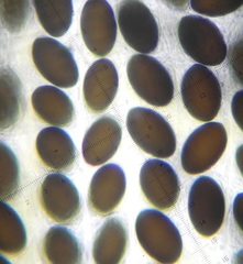Sordaria superba