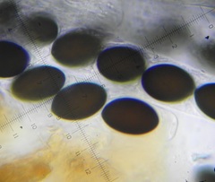 Sordaria superba
