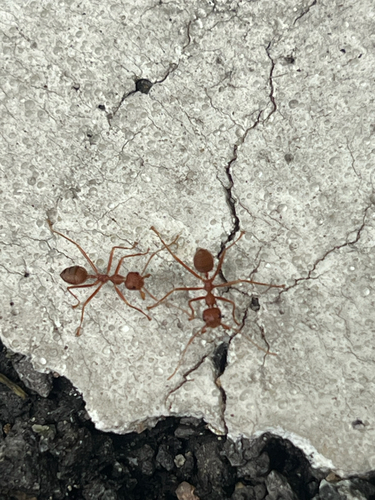 Asian Weaver Ant