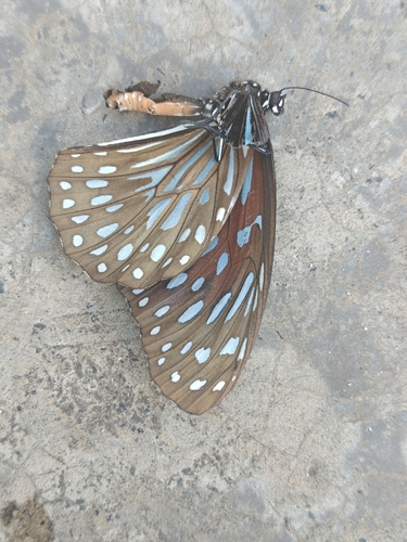 Dark Blue Tiger