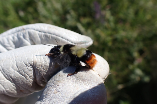 Bombus niveatus vorticosus