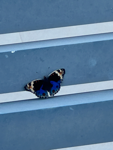 Blue Pansy