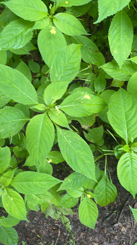 small balsam