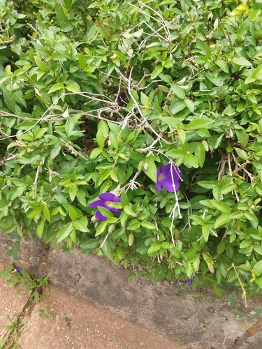 Bush Thunbergia