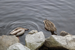 Anas platyrhynchos